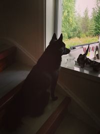 Cat sitting on window sill at home