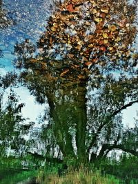 Close-up of tree against sky