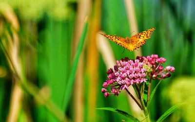 Close-up of butterfly on pink flower