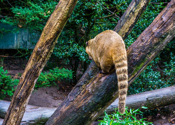 Monkey on tree trunk