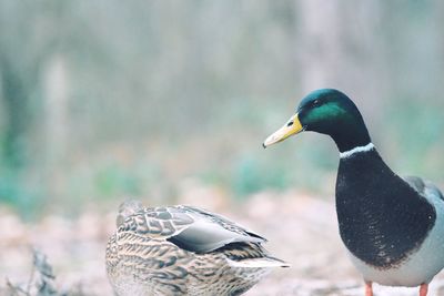 Side view of two birds