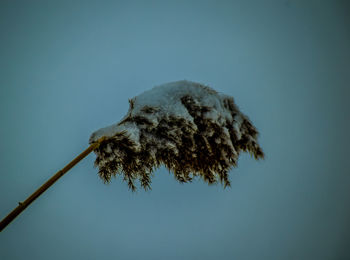 Low angle view of tree against clear sky