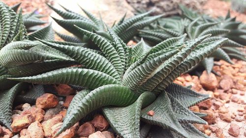 Close-up of plants growing in greenhouse