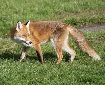 Fox walking on field