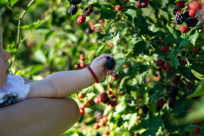 Midsection of baby getting a blackberry fruit