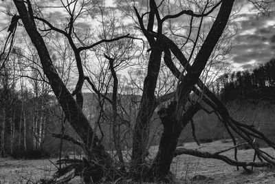 Bare trees on landscape against sky