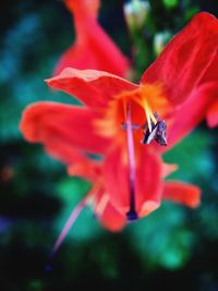 Close-up of red flowers