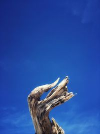 Low angle view of driftwood against blue sky