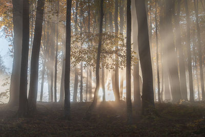 Autumn landscape of the foggy forest