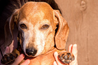 Close-up of hand holding dog