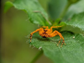 Close-up of spider on leaf