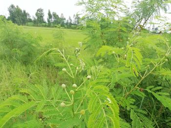 Close-up of fresh green plants on field