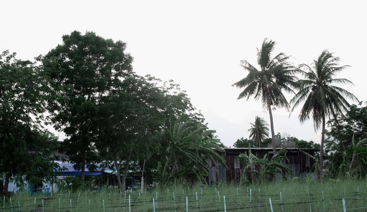 PALM TREES BY SWIMMING POOL AGAINST CLEAR SKY