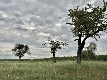 Tree on field against sky