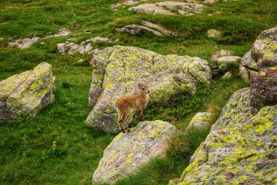 View of lizard on rock