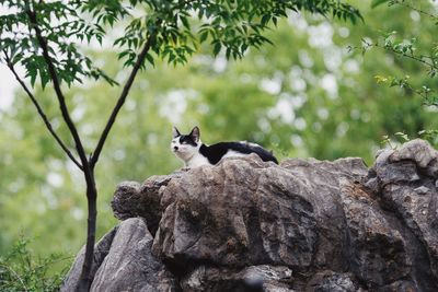 View of a cat on rock