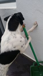 Dog chewing on mop