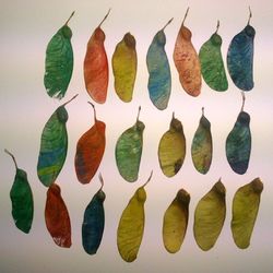 Close-up of leaves