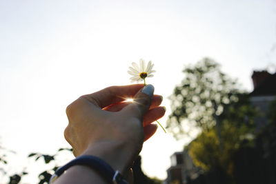 Cropped hand of woman holding flower against sky