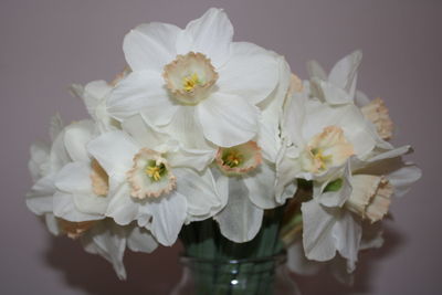 Close-up of white flowers in vase