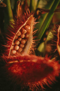 Close-up of red flower