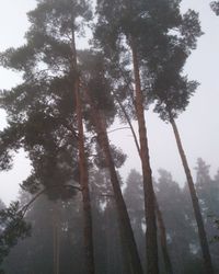 Low angle view of trees in forest