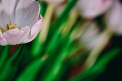 Close-up of flower blooming outdoors