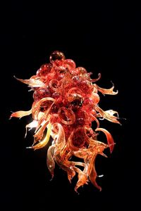 Close-up of flower over black background