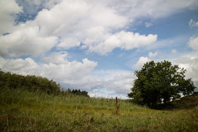 Trees on grassy landscape against cloudy sky