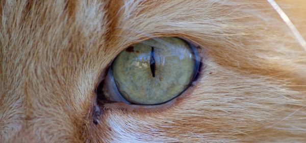 Close-up of cat eye