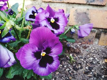 Close-up of purple flowering plant