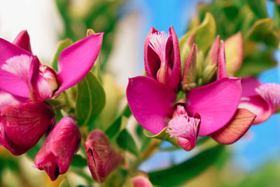 Close-up of pink flowering plants