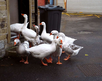 Ducks in zoo