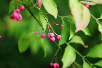 Close-up of pink flowering plant