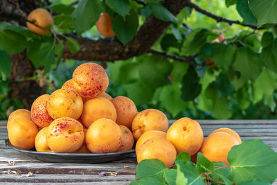 Close-up of apricots on table at farm