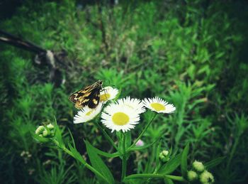 Close-up of bee pollinating on yellow flower