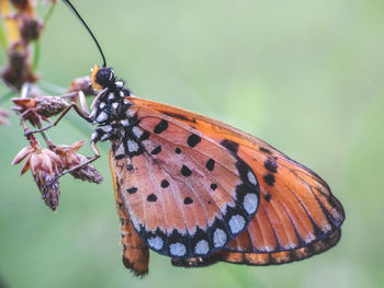 Close-up of butterfly on leaf