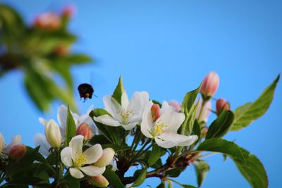 Close-up of bee pollinating flower