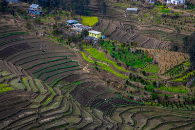 High angle view of rice paddy