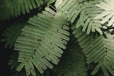 High angle view of fern amidst trees