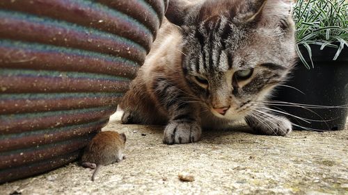 Cat in predator mode, getting ready to attack it's prey - tom and jerry style