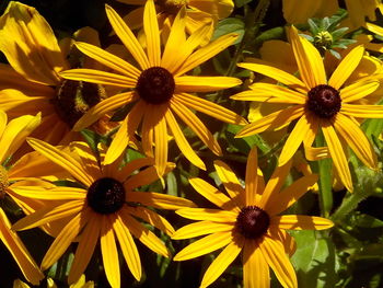 Close-up of black-eyed yellow flowers blooming outdoors