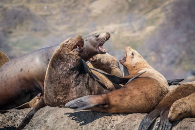 Group of sea lions on rock at sea