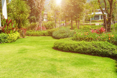 Trees and plants in garden