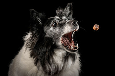 Close-up of dog eating chocolate against black background