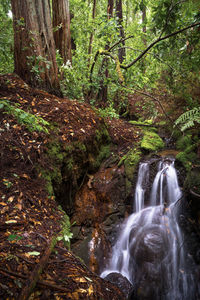 View of waterfall in forest