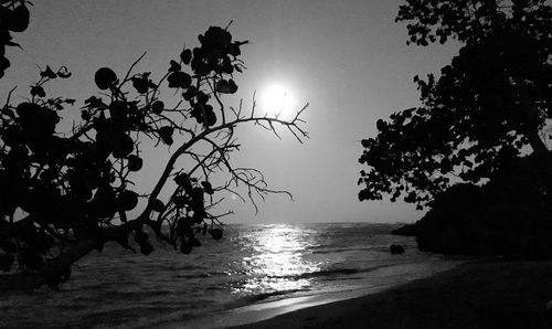 Silhouette tree on beach against clear sky at sunset