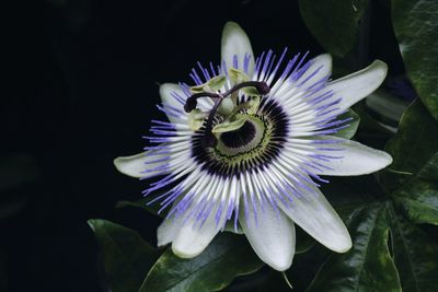 Close-up of purple flowers