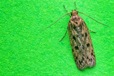 Close-up of insect on green leaf