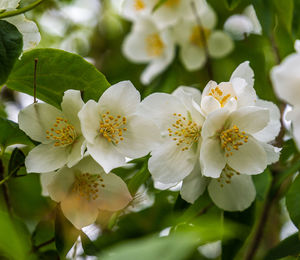 Mallus sargentii. a large bush with delicate white flowers with yellow stamen in the late spring.